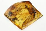 Fossil Spiders, Millipede, Cricket, Barklouse and More in Amber #349417-7